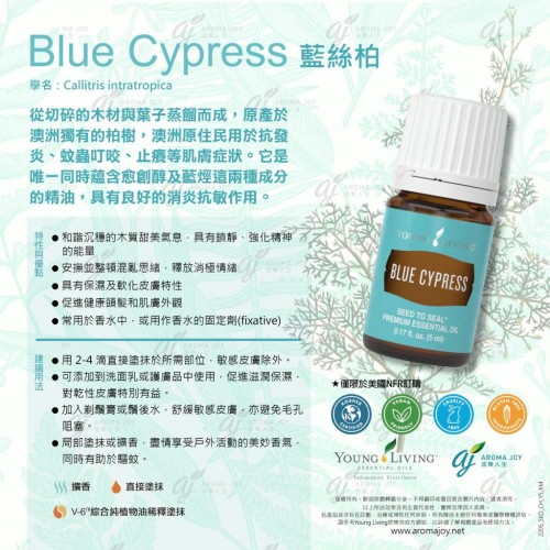 Blue Cypress 藍絲柏